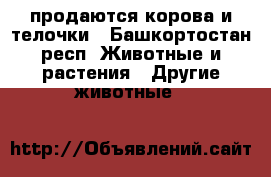 продаются корова и телочки - Башкортостан респ. Животные и растения » Другие животные   